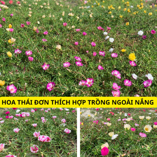 Hoa mười giờ thái đơn combo 7 màu, cây có rễ nụ hoa, nở cả ngày