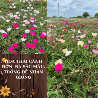 Hoa mười giờ thái đơn combo 7 màu, cây có rễ nụ hoa, nở cả ngày