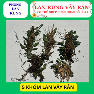 Lan rừng vẫy rắn hàng nguyên giề, dễ ghép, nhanh phát triển