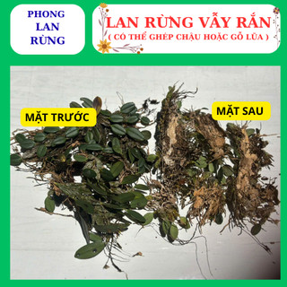 Lan rừng vẫy rắn hàng nguyên giề, dễ ghép, nhanh phát triển