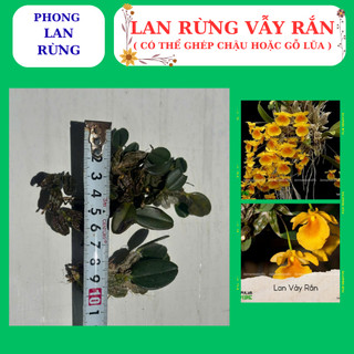 Lan rừng vẫy rắn hàng nguyên giề, dễ ghép, nhanh phát triển