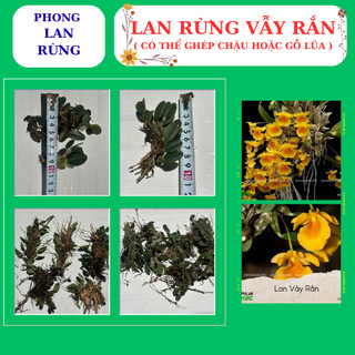 Lan rừng vẫy rắn hàng nguyên giề, dễ ghép, nhanh phát triển