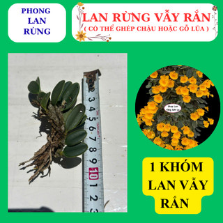Lan rừng vẫy rắn hàng nguyên giề, dễ ghép, nhanh phát triển