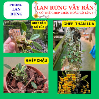 Lan rừng vẫy rắn hàng nguyên giề, dễ ghép, nhanh phát triển