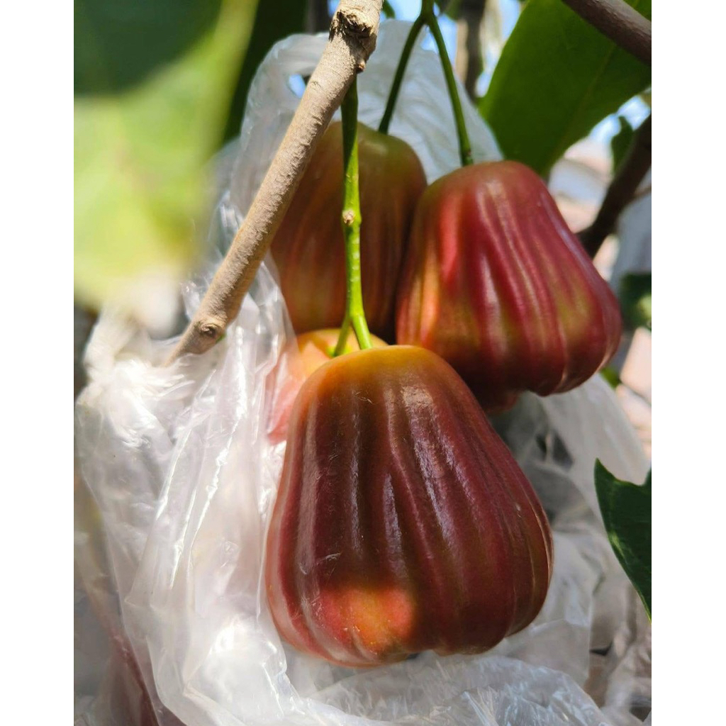 Cây giống mận Dalhari – giống mận đỏ trái to giòn ngọt – cây khỏe dễ trồng.