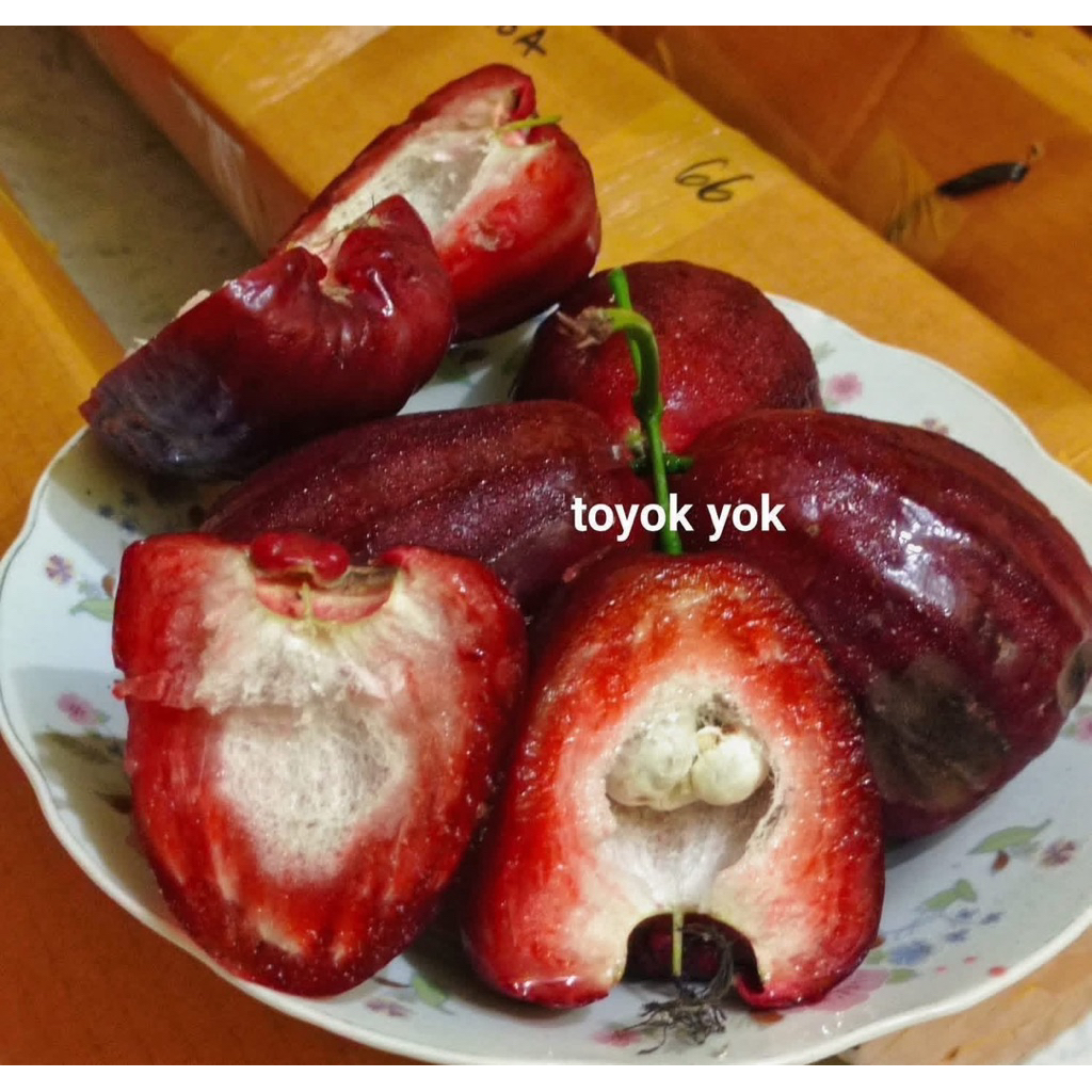 Cây giống mận Dalhari – giống mận đỏ trái to giòn ngọt – cây khỏe dễ trồng.