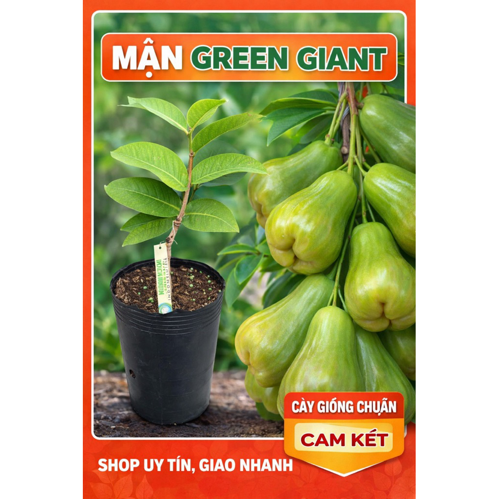 CÂY GIỐNG MẬN GREEN GIANT – TRÁI TO, GIÒN NGỌT, DỄ TRỒNG.