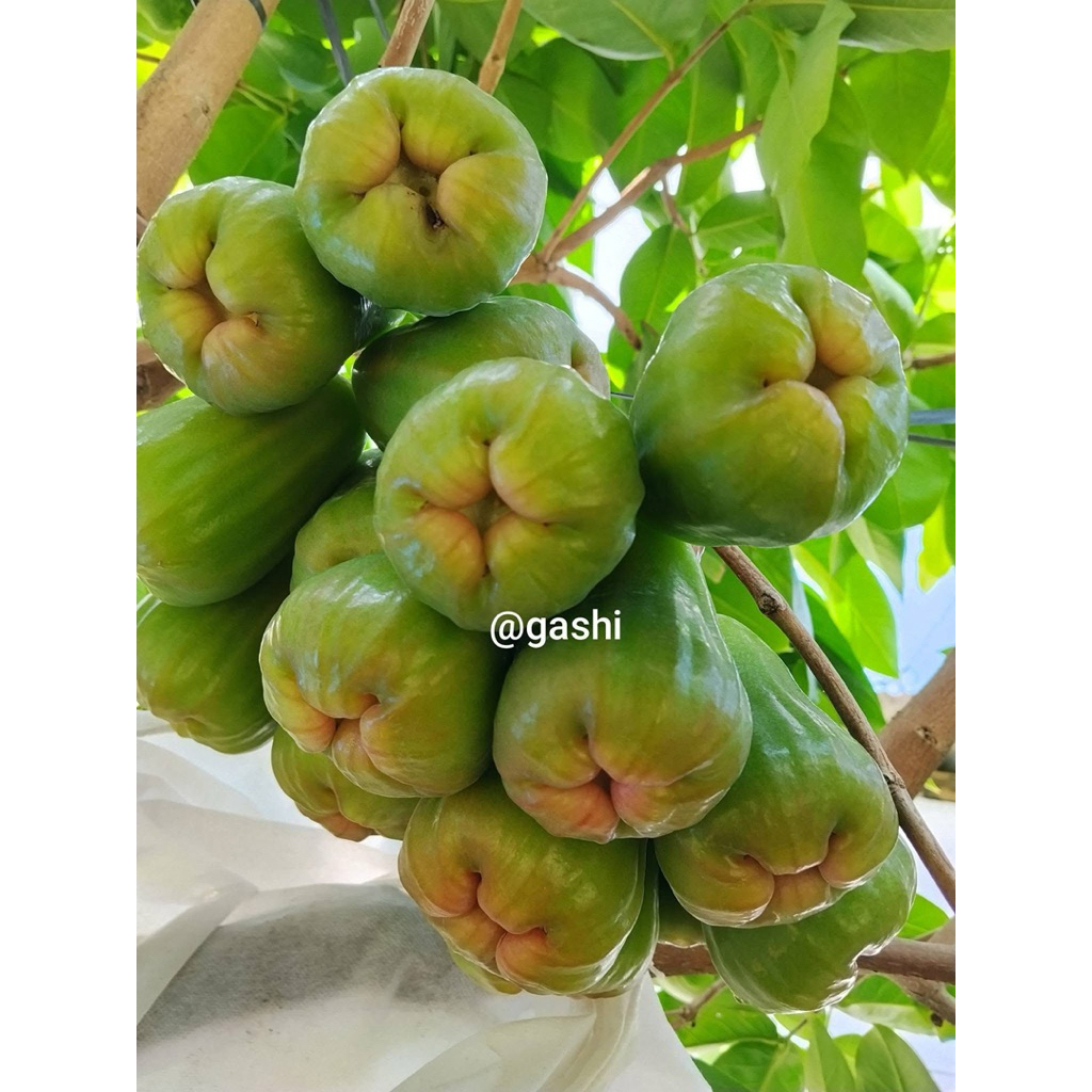 CÂY GIỐNG MẬN GREEN GIANT – TRÁI TO, GIÒN NGỌT, DỄ TRỒNG.