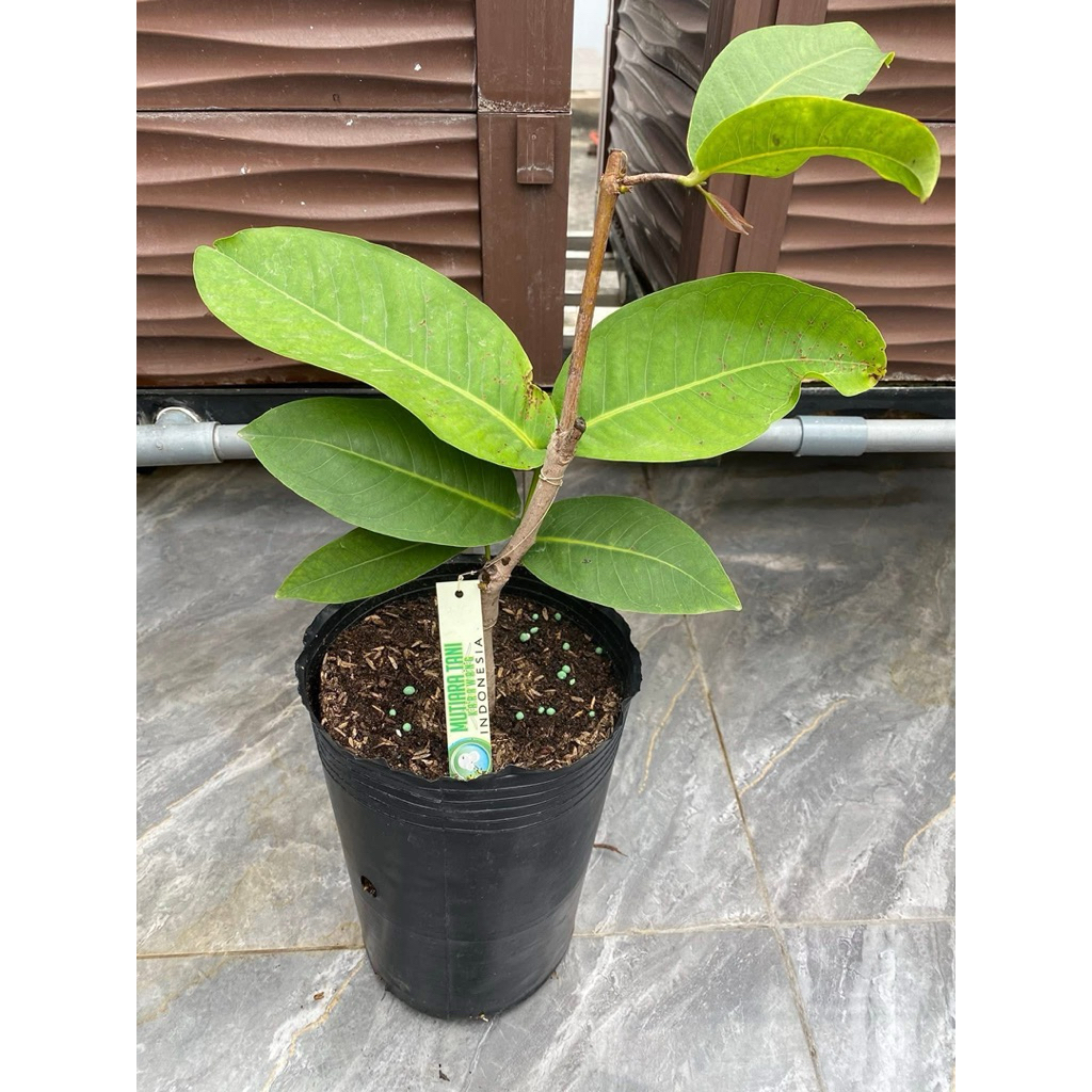 CÂY GIỐNG MẬN GREEN GIANT – TRÁI TO, GIÒN NGỌT, DỄ TRỒNG.