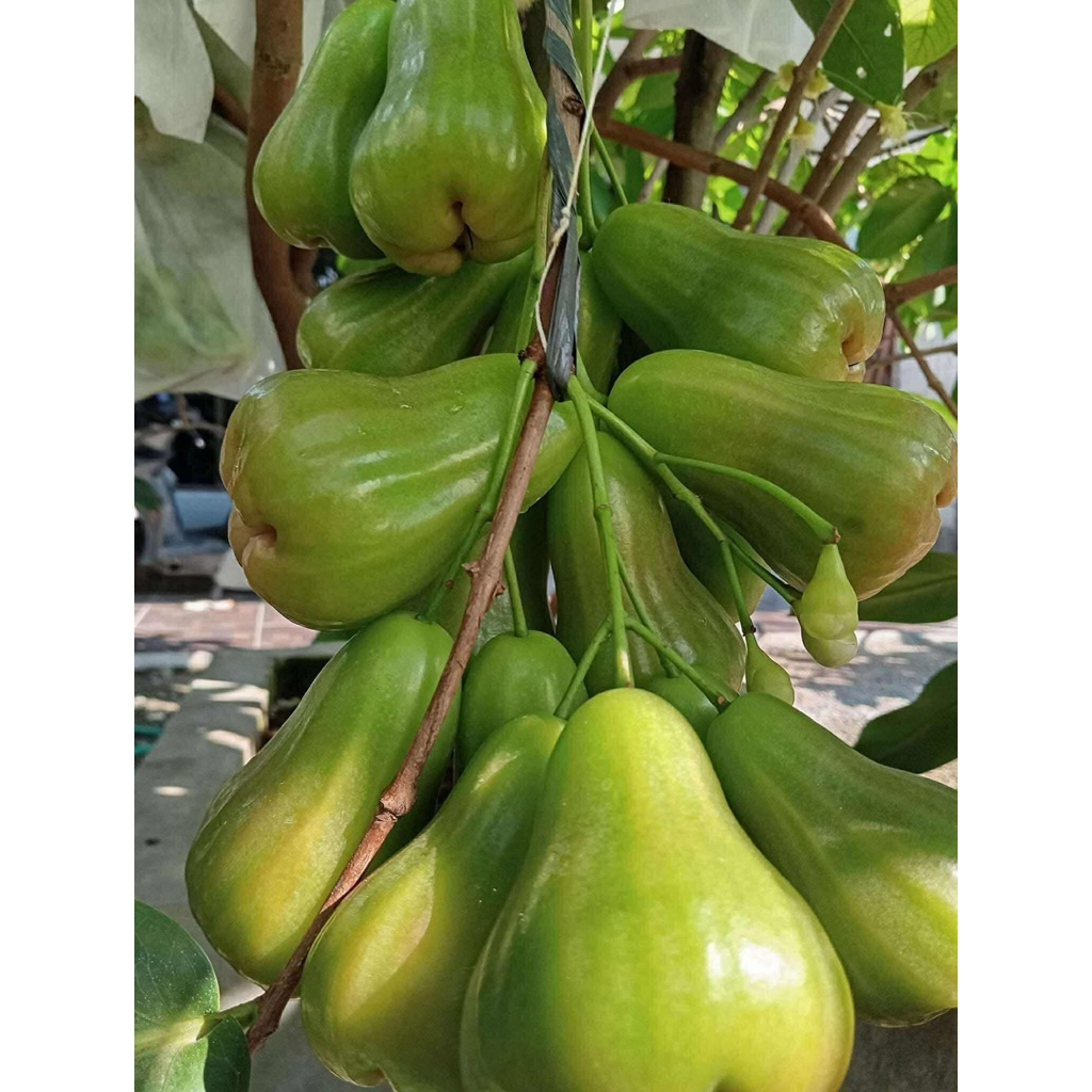 CÂY GIỐNG MẬN GREEN GIANT – TRÁI TO, GIÒN NGỌT, DỄ TRỒNG.