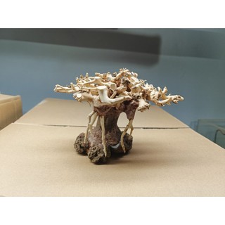 Cây gỗ lũa bonsai dáng cổ thụ. Dáng Huyền.Dành cho bể nhỏ dưới 80 cm