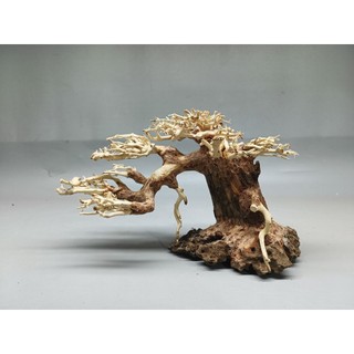 Cây gỗ lũa bonsai dáng cổ thụ. Dáng Huyền.Dành cho bể nhỏ dưới 80 cm