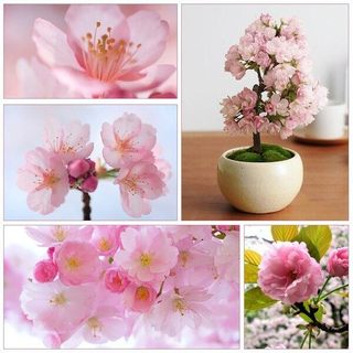 Hạt giống hoa anh đào Nhật Bản -Japanese Sakura Seeds-10viên