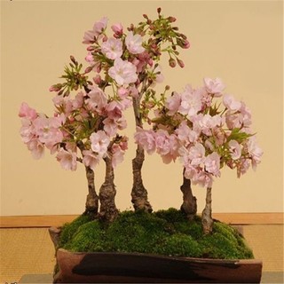 Hạt giống hoa anh đào Nhật Bản -Japanese Sakura Seeds-10viên