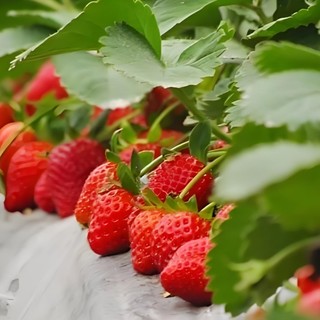 Hạt giống Dâu Tây Quả To-Strawberry Seeds for Planting-1500viên