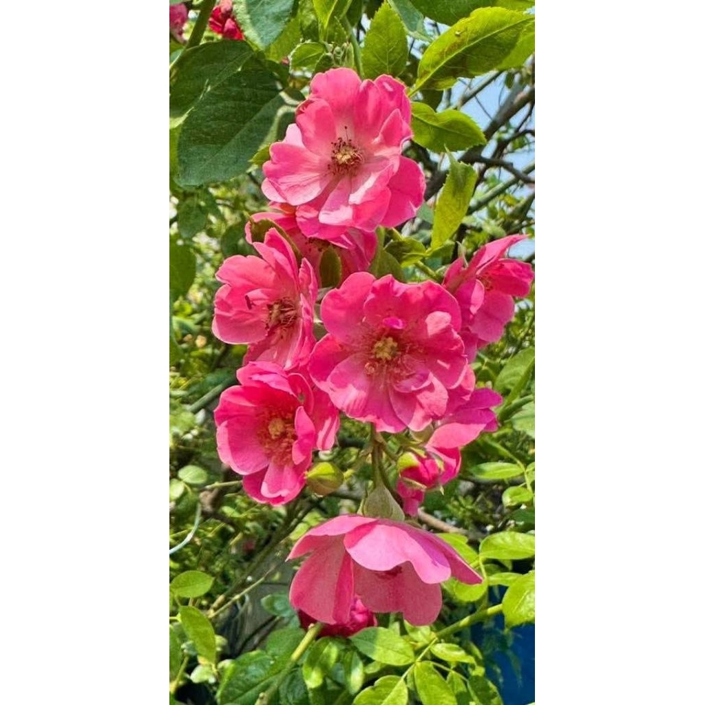 Phân trùn quế c.ao cấp Sfarm Pb01 - Bao 5kg - Đã qua xử lý