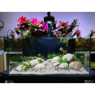 Cát Mix Nắng Hồng Siêu Sạch, Ít Bụi, Hạt nhỡ (1kg, 2kg, 5kg)