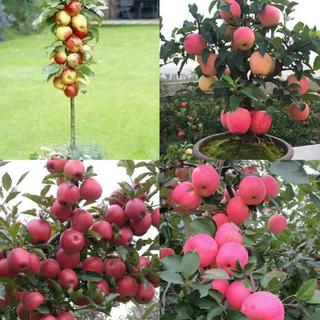 Hạt Giống Táo - apple seeds for planting-20Hạt