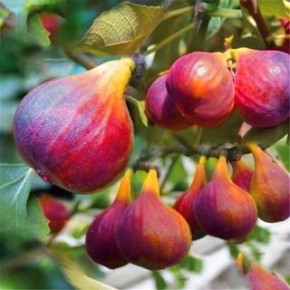 Hạt giống sung ngọt-Fig Seeds for Planting-600 hạt
