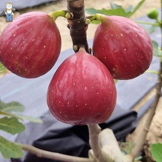 Hạt giống sung ngọt-Fig Seeds for Planting-600 hạt