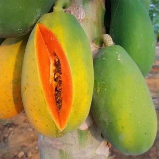 Hạt giống đu đủ sản - siêu trái,  vị ngọt, dễ trồng quanh năm-Papaya Seeds for Planting-20viên