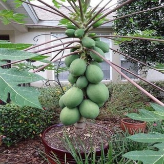 Hạt giống đu đủ sản - siêu trái,  vị ngọt, dễ trồng quanh năm-Papaya Seeds for Planting-20viên