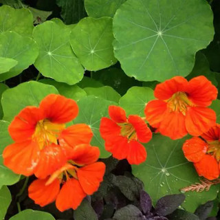 Hạt Giống  Nhiều Màu Dễ Trồng Hoa  -Nasturtium Seeds-10viên
