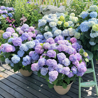 Hạt giống hoa cẩm tú cầu đủ màu-Hydrangea Flower Seeds-10viên