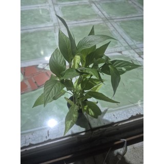 lá cẩm tím đỏ hồng 3 màu. 1 cây 5 cây