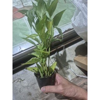 lá cẩm tím đỏ hồng 3 màu. 1 cây 5 cây