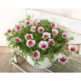 1 Ký Cành Giống Hoa Mười Giờ MỸ ĐƠN ĐỦ 7 MÀU Hoa To Nở Rộ Mỗi Ngày Cành Tơ Siêu Khỏe SHOP PP ONLINE CLICK 24 GIỜ