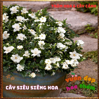 Cây hoa Bạch Thiên Hương Hoa Lài Lá Lớn Chậu Lớn Cây Cao Thơm Ngát 🕹 SHOP PP ONLINE CLICK 24 GIỜ