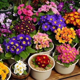 Hạt giống Hoa mix nhiều- Primula Flower Seeds -20 viên