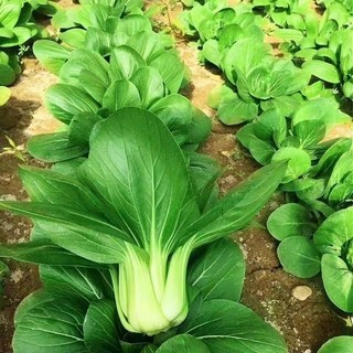 Hạt Giống Rau Cải Chíp cao sản-pak choi seeds-300viên