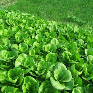 Hạt Giống Rau Cải Chíp cao sản-pak choi seeds-300viên