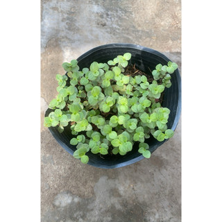 Chậu cây thài lài Nhật- hỗ trợ hạ đường huyết