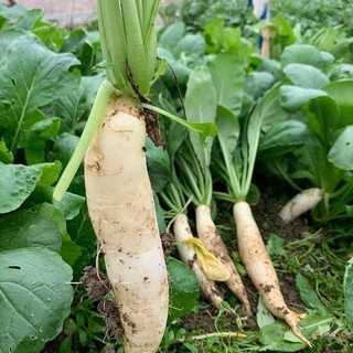 Hạt Giống Củ Cải Trắng Củ To, Năng Suất -White Radish Seed-50viên