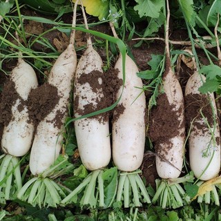 Hạt Giống Củ Cải Trắng Củ To, Năng Suất -White Radish Seed-50viên