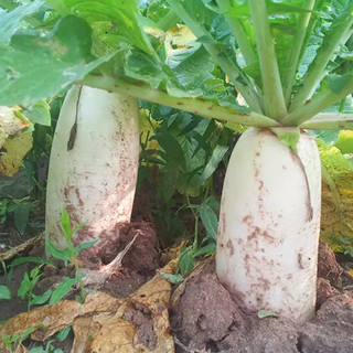Hạt Giống Củ Cải Trắng Củ To, Năng Suất -White Radish Seed-50viên