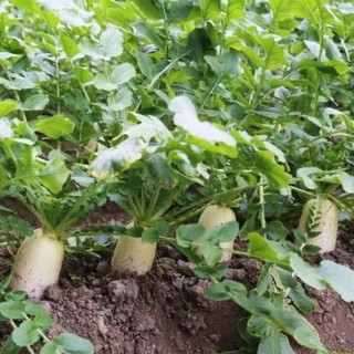 Hạt Giống Củ Cải Trắng Củ To, Năng Suất -White Radish Seed-50viên