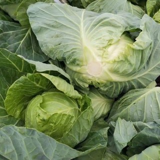 Hạt Giống Bắp Cải Xanh Chịu Năng Suất - CABBAGE SEEDS-150viên