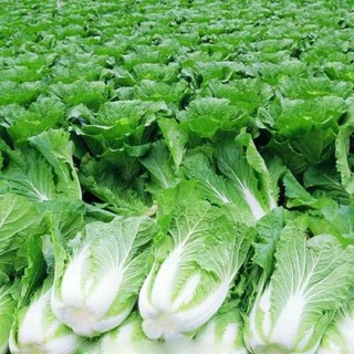 Hạt Giống Cải Thảo Siêu Năng Suất Kháng Sâu Bệnh -chinese cabbage seeds- 200 Hạt