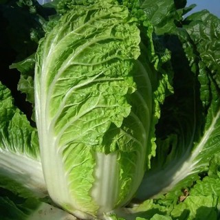 Hạt Giống Cải Thảo Siêu Năng Suất Kháng Sâu Bệnh -chinese cabbage seeds- 200 Hạt