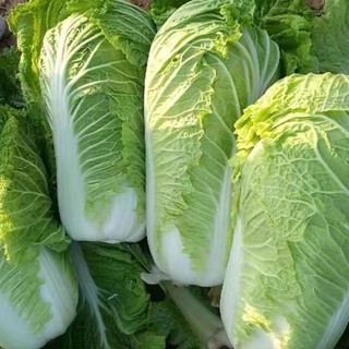 Hạt Giống Cải Thảo Siêu Năng Suất Kháng Sâu Bệnh -chinese cabbage seeds- 200 Hạt