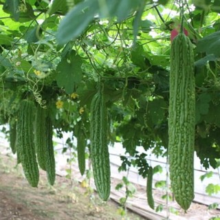 Hạt giống Mướp Đắng trồng quanh năm, nảy mầm tốt -Ampalaya Seeds-10 Hạt