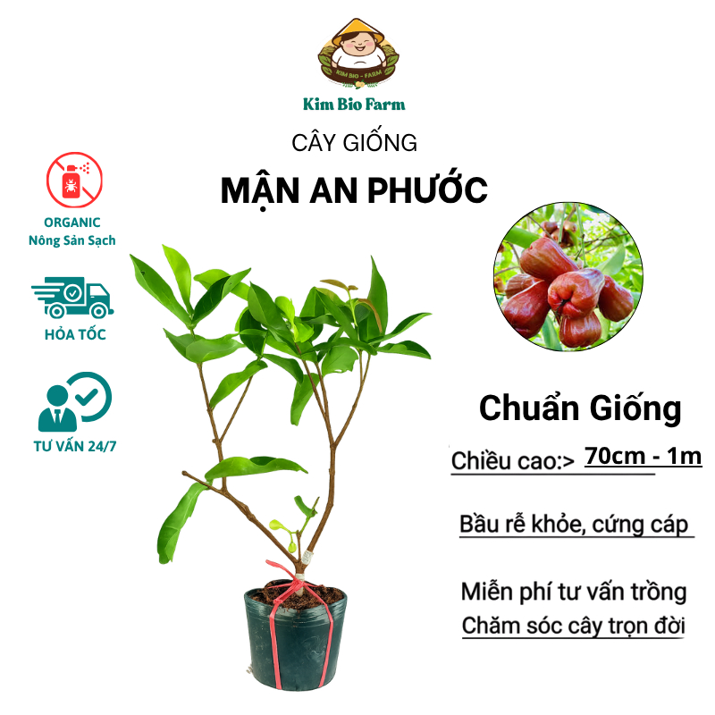 Cây Giống Mận An Phước (Cây Roi An Phước)  Giống Chuẩn, Trái Đỏ Đẹp, Giòn Ngọt, Dễ Trồng