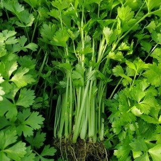 Hạt giống chịu nhiệt -Celery Seeds-1500Hạt