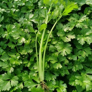 Hạt giống chịu nhiệt -Celery Seeds-1500Hạt