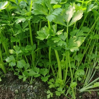 Hạt giống chịu nhiệt -Celery Seeds-1500Hạt