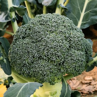 Hạt Giống Bông Cải Xanh (Súp Lơ Xanh) -BROCCOLI SEEDS-150Hạt